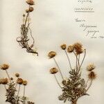 Phagnalon rupestre Λουλούδι