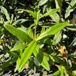 Cistus ladanifer Hoja