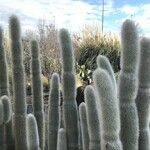 Cleistocactus strausii Blatt