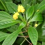 Impatiens auricoma Blomst