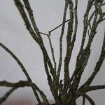 Euphorbia platyclada Hoja