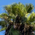 Washingtonia filifera পাতা