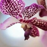 Vanda coerulescens Cvet