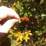 Rosa palustris Fruit