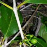 Coffea sahafaryensis Meyve