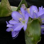 Pontederia hastata Облик