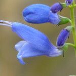 Salvia cacaliifolia Кветка