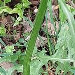 Crepis biennis Bark