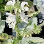 Salvia argentea Flor