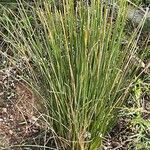 Juncus acutus Hoja