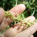 Habenaria tridactylites Blomma