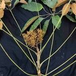 Schefflera morototoni Folla