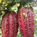 Theobroma cacao Frukt