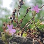 Erinus alpinus Flower