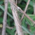 Lippia micromera Bark