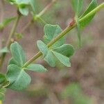 Cytisophyllum sessilifolium Habitus