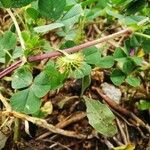 Medicago coronata Fruit