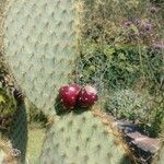 Opuntia robusta Fruit