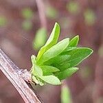 Spiraea canescens Foglia