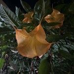 Brugmansia versicolorफूल