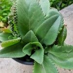 Kalanchoe laetivirens برگ