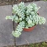 Sedum burrito Feuille