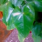 Anthurium andraeanum List