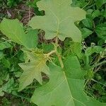 Solanum trilobatum Levél