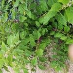 Callicarpa americanaBlomma