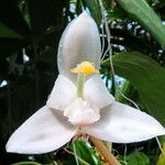 Stanhopea candida Flor