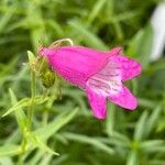 Penstemon barbatus Flor