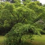 Cornus kousa Habit