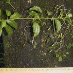 Sparattanthelium amazonum Other