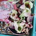 Sarracenia purpurea 葉