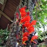 Columnea gloriosa Blomst