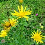 Buphthalmum salicifolium Blüte