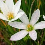 Zephyranthes candida Flor