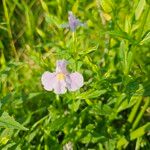 Mimulus ringens Cvet