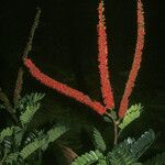 Dimorphandra polyandra