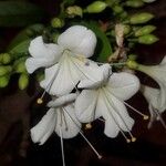 Rhododendron arborescens Õis