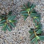 Euphorbia polygonifolia Hoja