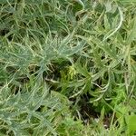 Carlina acanthifolia Blad