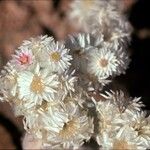 Helichrysum roseoniveum