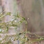 Zannichellia palustris Çiçek
