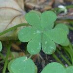 Oxalis incarnata Leaf