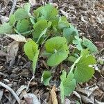 Sanguinaria canadensis ഇല