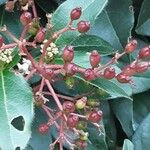 Viburnum rugosum Fruit