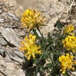 Anthyllis vulneraria Συνήθη χαρακτηριστικά