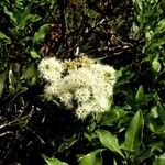 Syzygium pancheri Cvet
