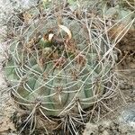 Gymnocalycium saglionis Habit